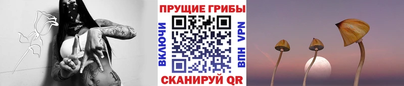 Галлюциногенные грибы Cubensis даркнет сайт Стародуб